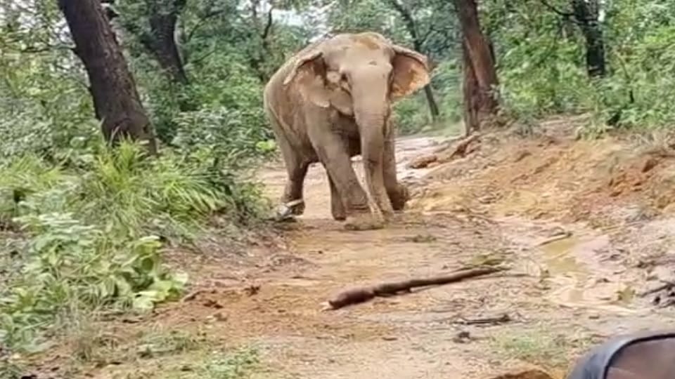 Elephant gave birth to a baby elephant died during treatment elephant set up camp in the forest in Korba