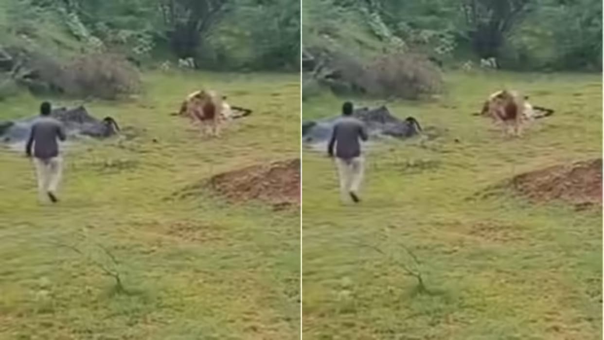Lion was eating the prey without caring about his life the man tried to click a photo Video goes Viral