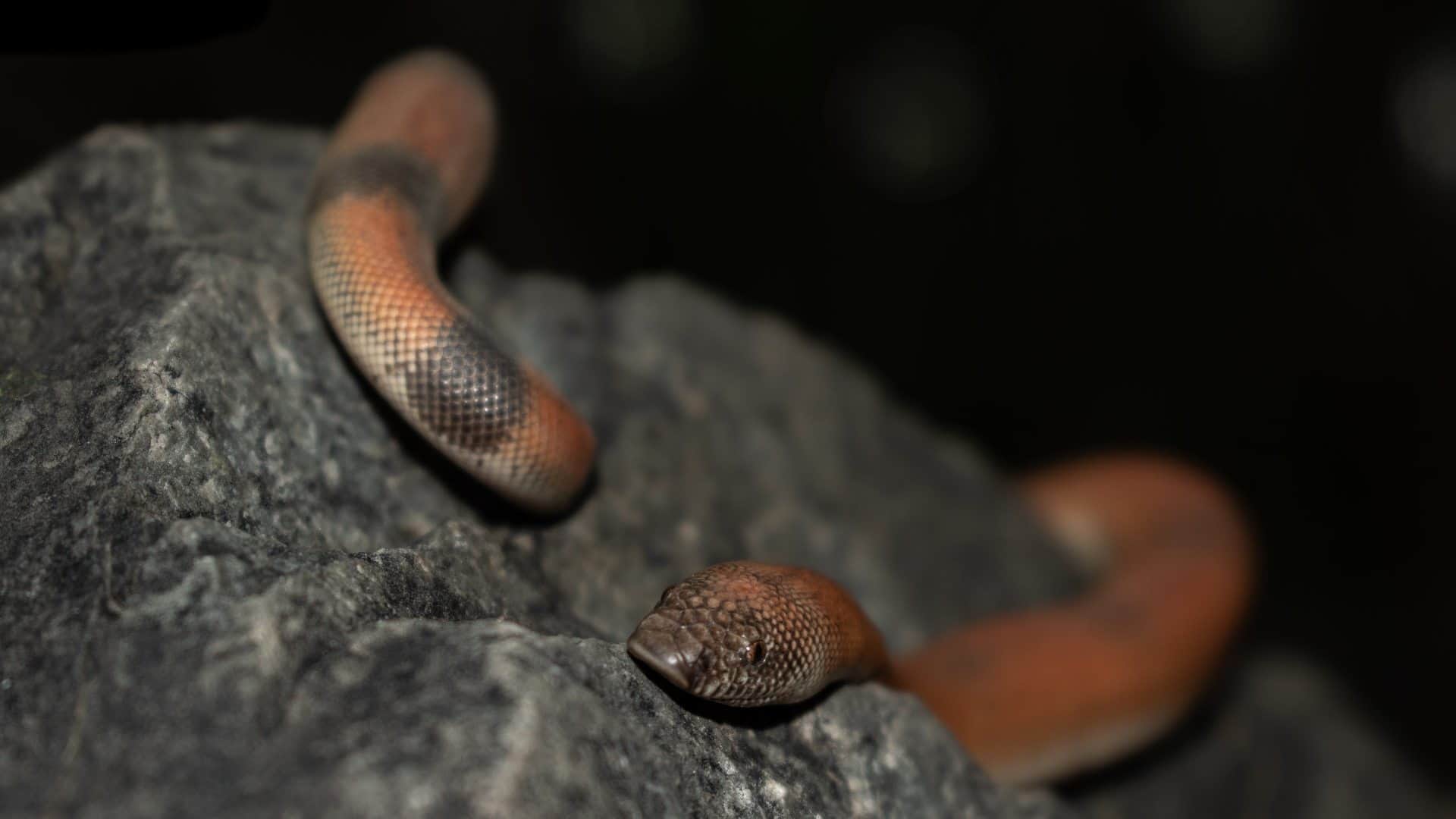 Snakes Myths & Facts Ajab Gajab Two Headed Snake Mystery Heads Change in Every Six Months Know Viral News