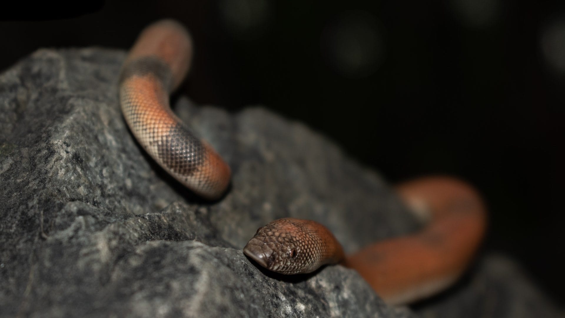 two mouth snake why sold in crores known as red sand boa interesting facts