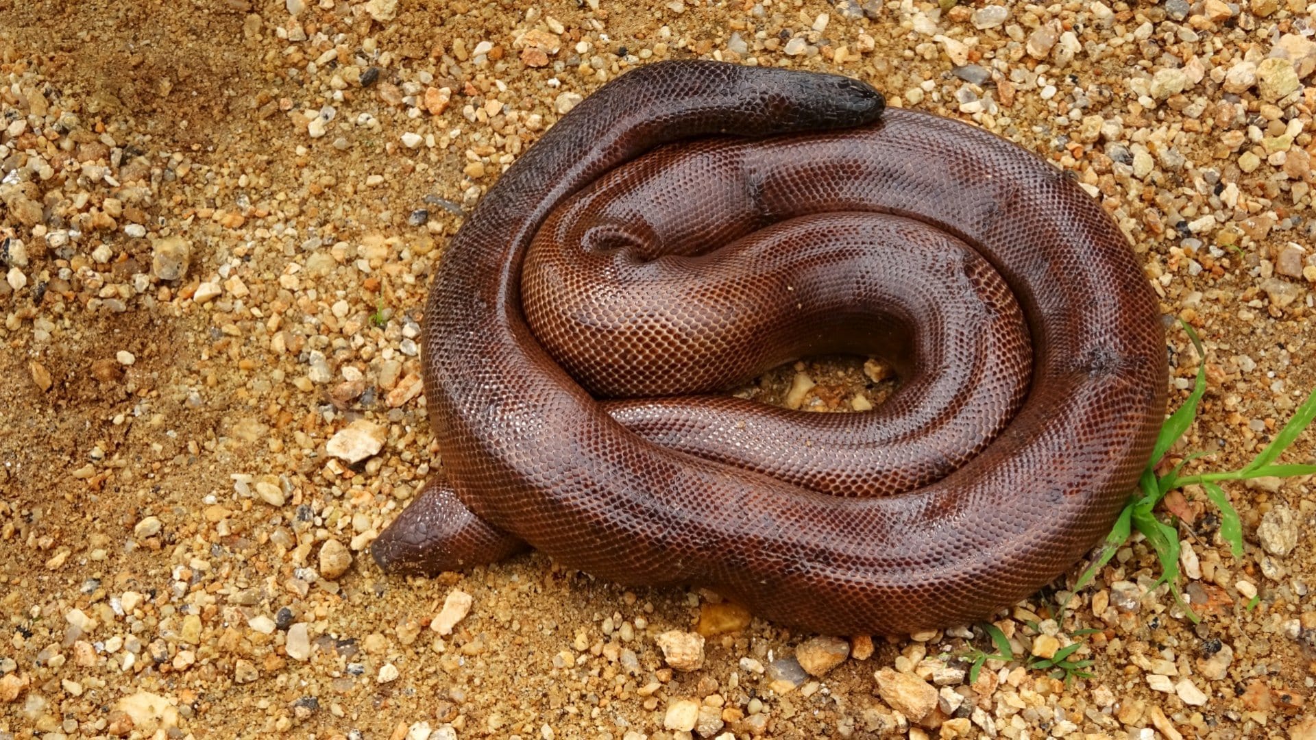 two mouth snake why sold in crores known as red sand boa interesting facts