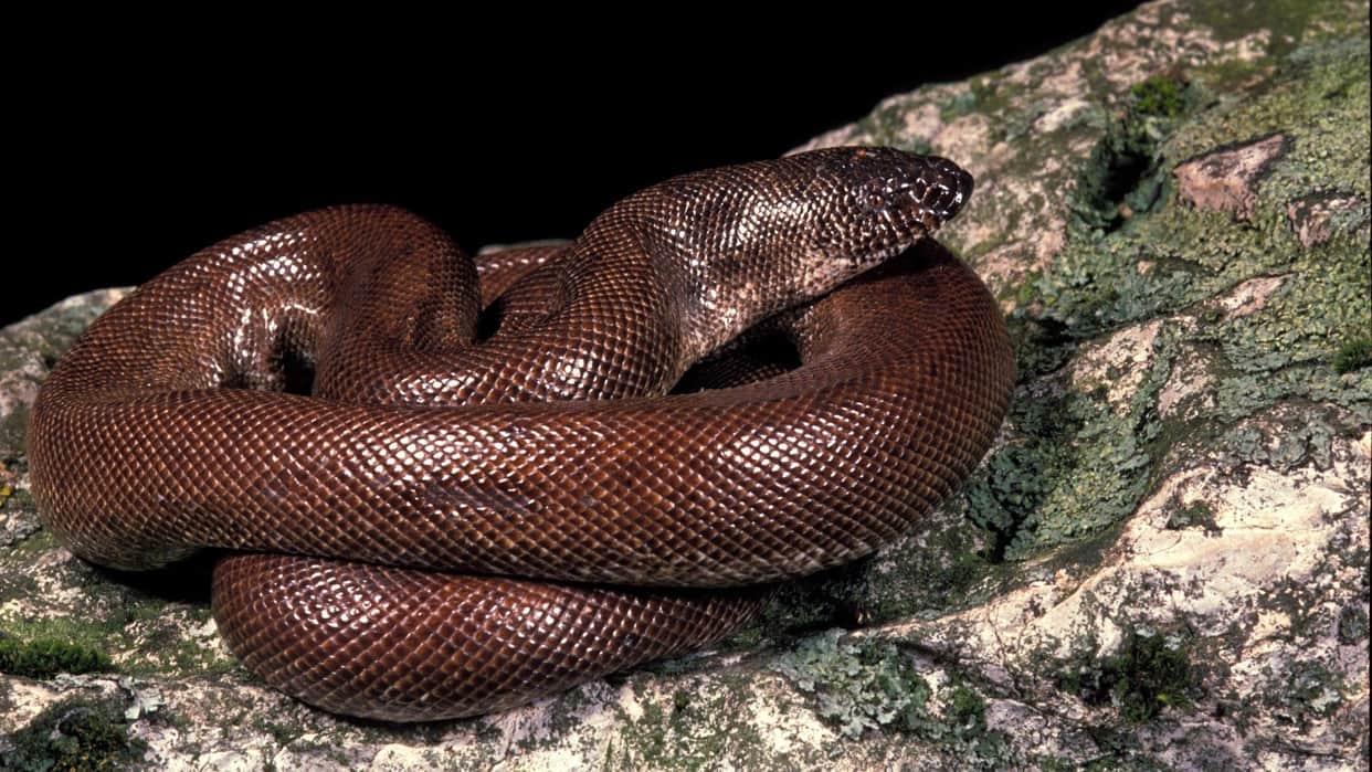 two mouth snake why sold in crores known as red sand boa interesting facts