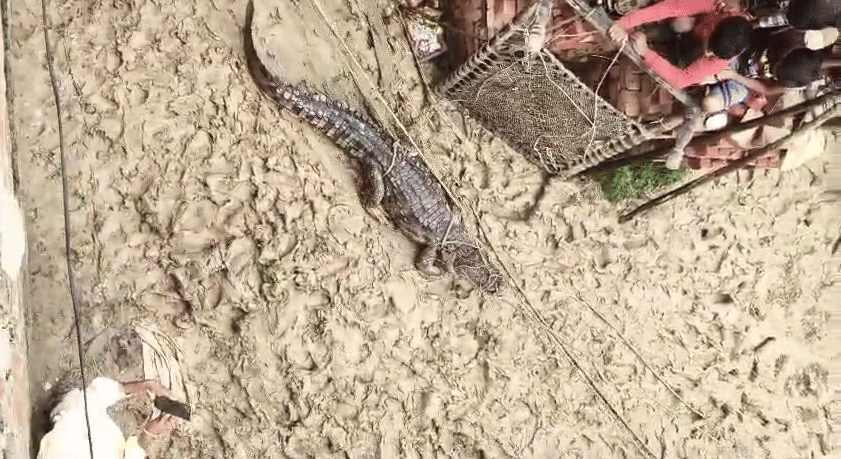 Bahraich: 15 foot long crocodile enters the house