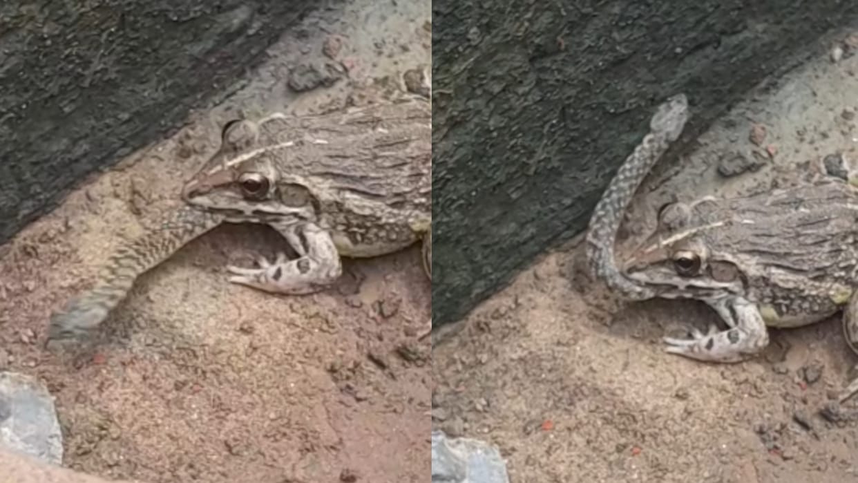 frog swallowed the live snake shocking video goes viral Saanp Mendhak ka Video