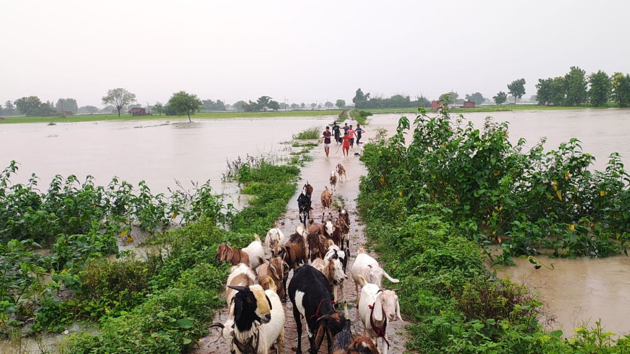 Flood in Ghazipur affected 116 villages 20 villages cut off from communication 80 schools filled with water