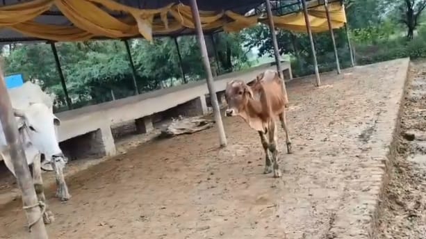 Kanpur Karbigwa Gaushala has become a death den cows are dying due to hunger and lack of treatment