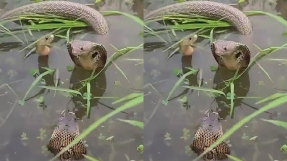 Chandauli: Terrifying picture of a group of snakes, villagers are not coming out due to fear