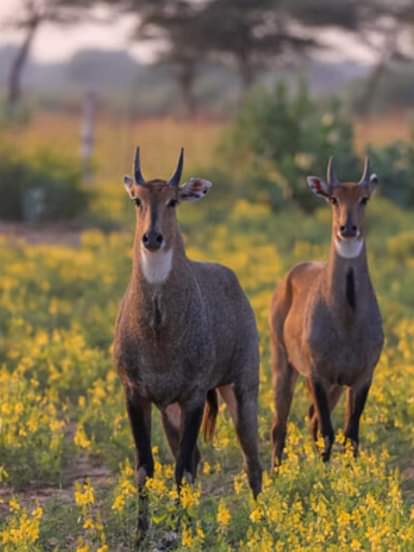 नीलगाय की ये सच्चाई जानकर चौंक जाएंगे आप