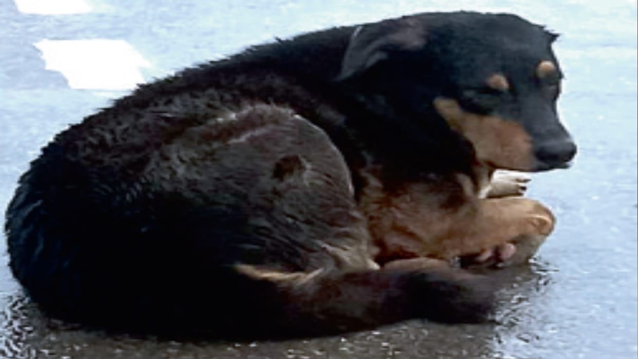two and thirty stray dogs in Haryana Emphasis on sterilization now