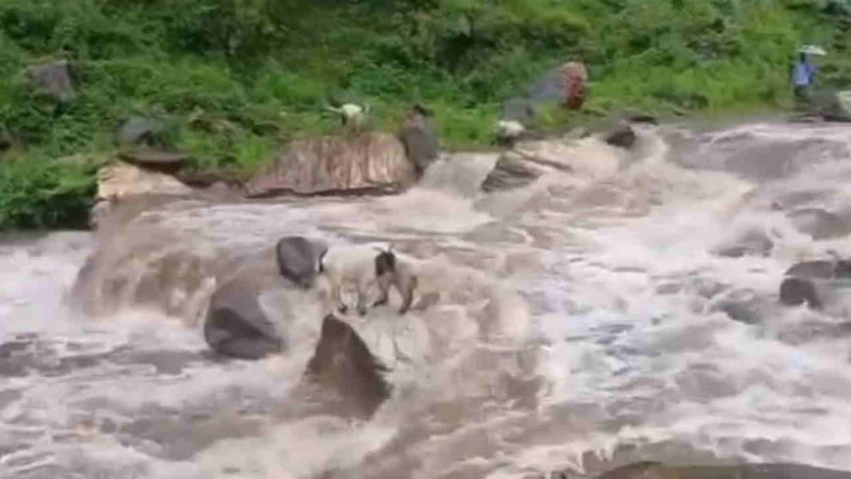 Heavy rainfall in Uttarkashi one and a half dozen goats were washed away due to heavy rain