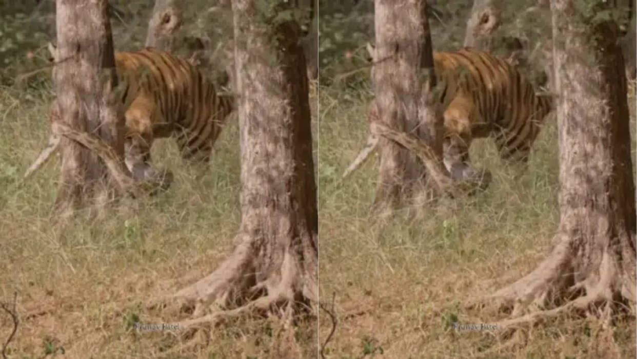 A tiger got caught in pythons clutches later the tiger also caught the python in its mouth Video goes Viral