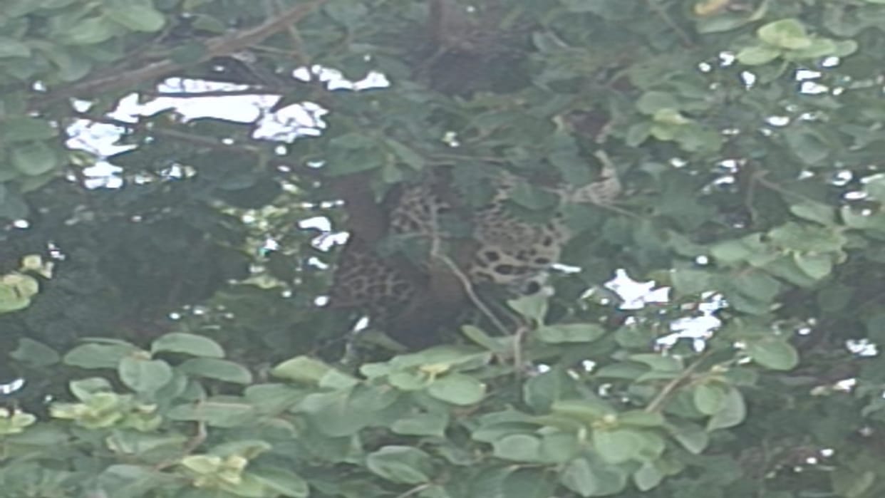 A leopard came floating in the flood in Hanumanganj, climbed a tree when the villagers made noise