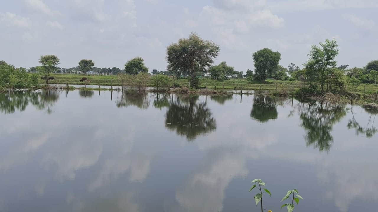 जलभराव से फसल हो रही बर्बाद