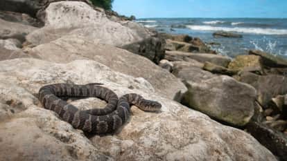 snake island ilha da queimada grande where humans are banned snake news in hindi