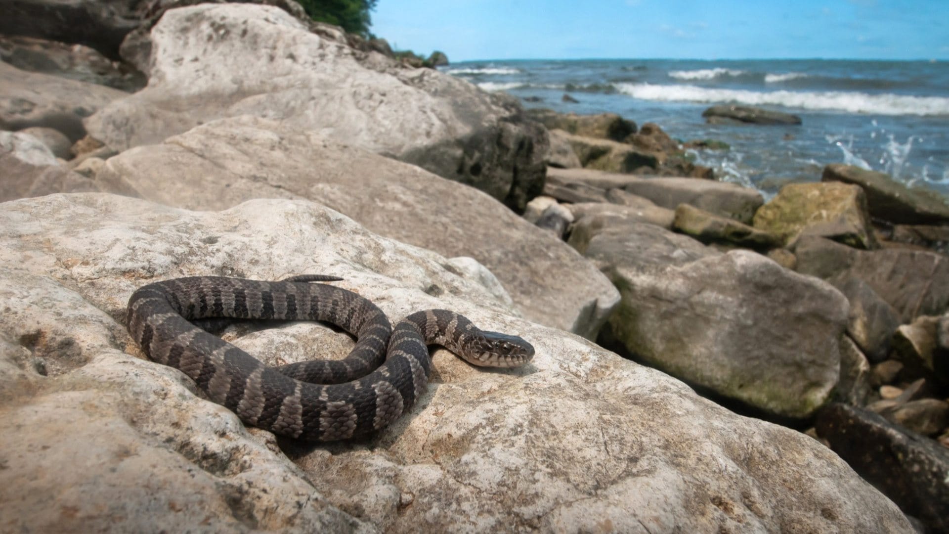 Which Country Has the World 's Most Venomous Snake Know Name Sabse Jahrila Saap Kaun Sa Hai