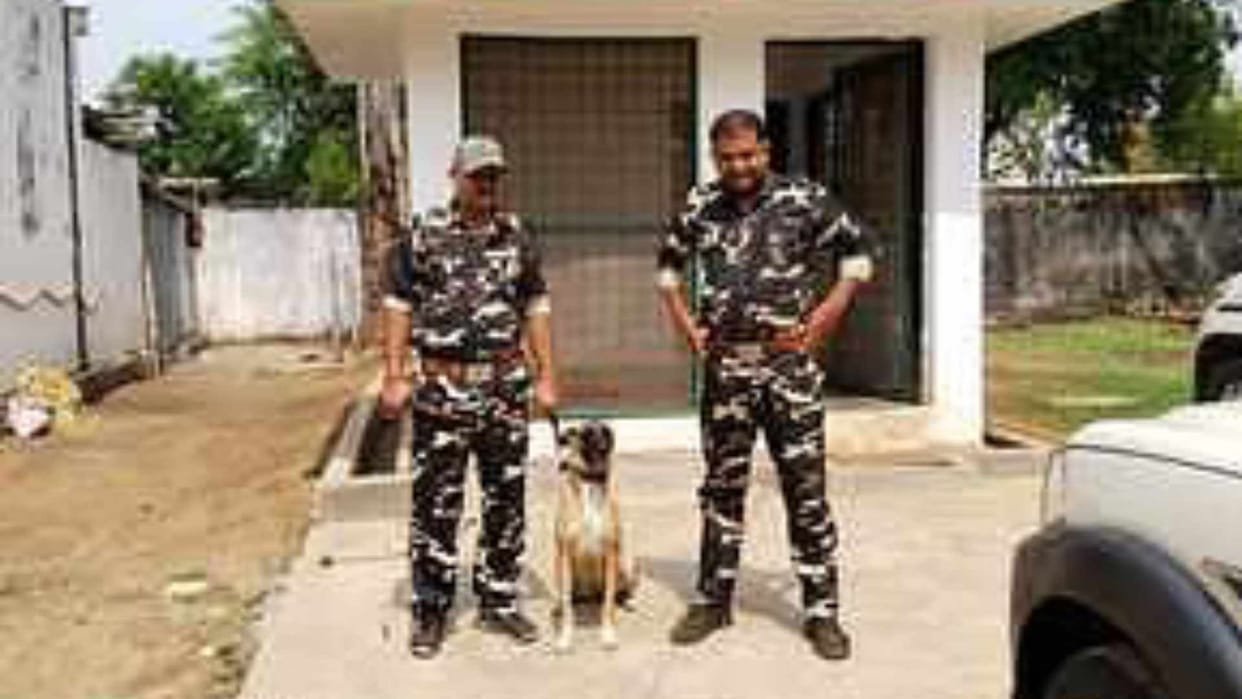 Jini became the guard of Bandhavgarh's tigers