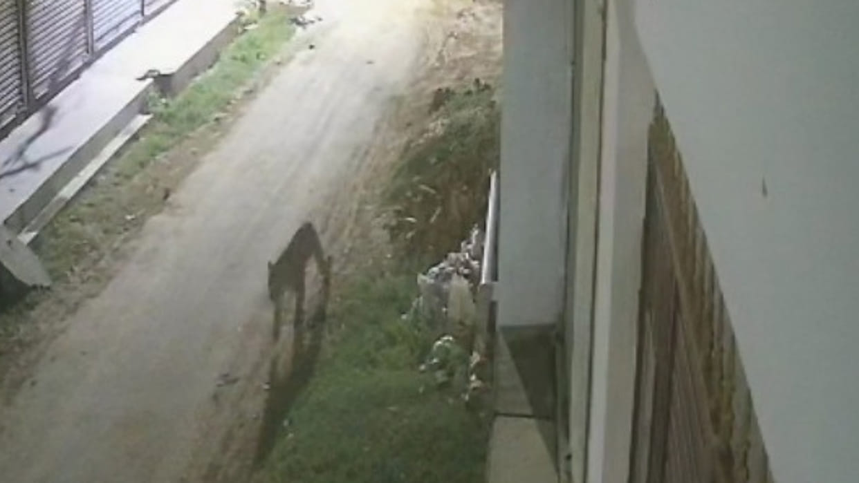 In Gorakhpur, Leopard roaming in the population... out of the reach of the rescue team