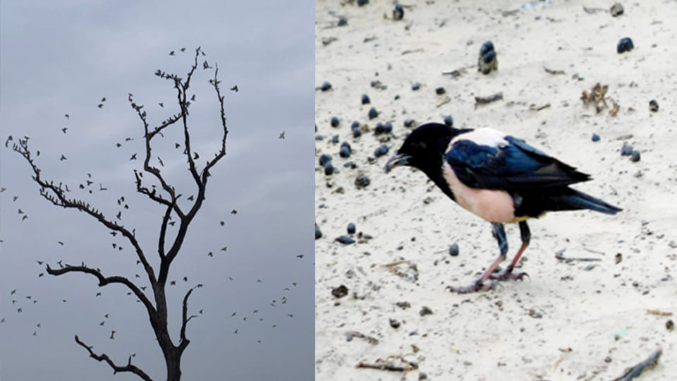 Etawah: A flock of foreign pink mynahs reached the safari, Himalayan vultures were also seen