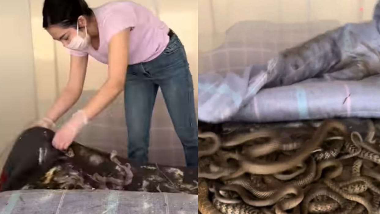 Viral Video girl hides hundreds of snakes under bed in room snake farming video Goes viral on social Media