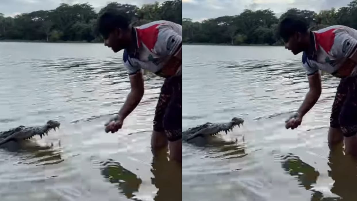 Viral Video man feeding meat to crocodile video magarmachchh ko khana khilana
