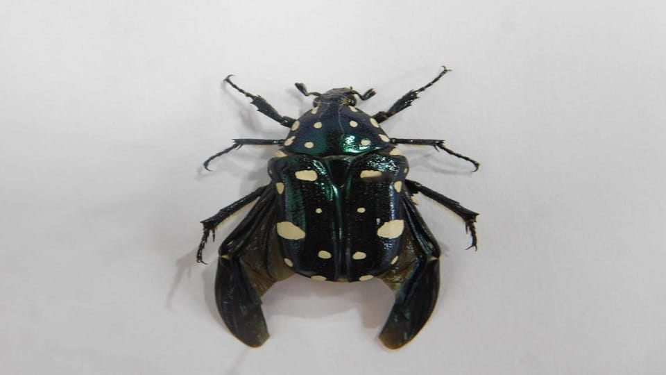 Rare species of beetle found after 115 years in Uttarakhand