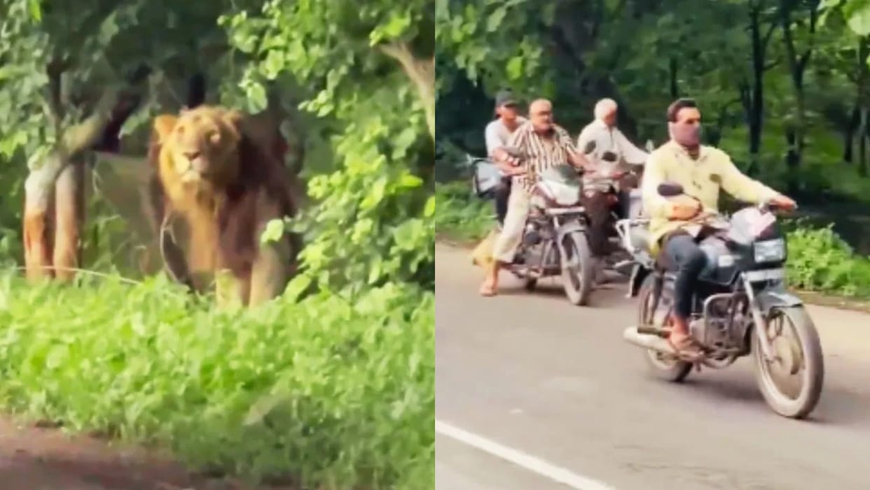 People were going on a bike then suddenly a lion came on the road from the jungle Video goes Viral