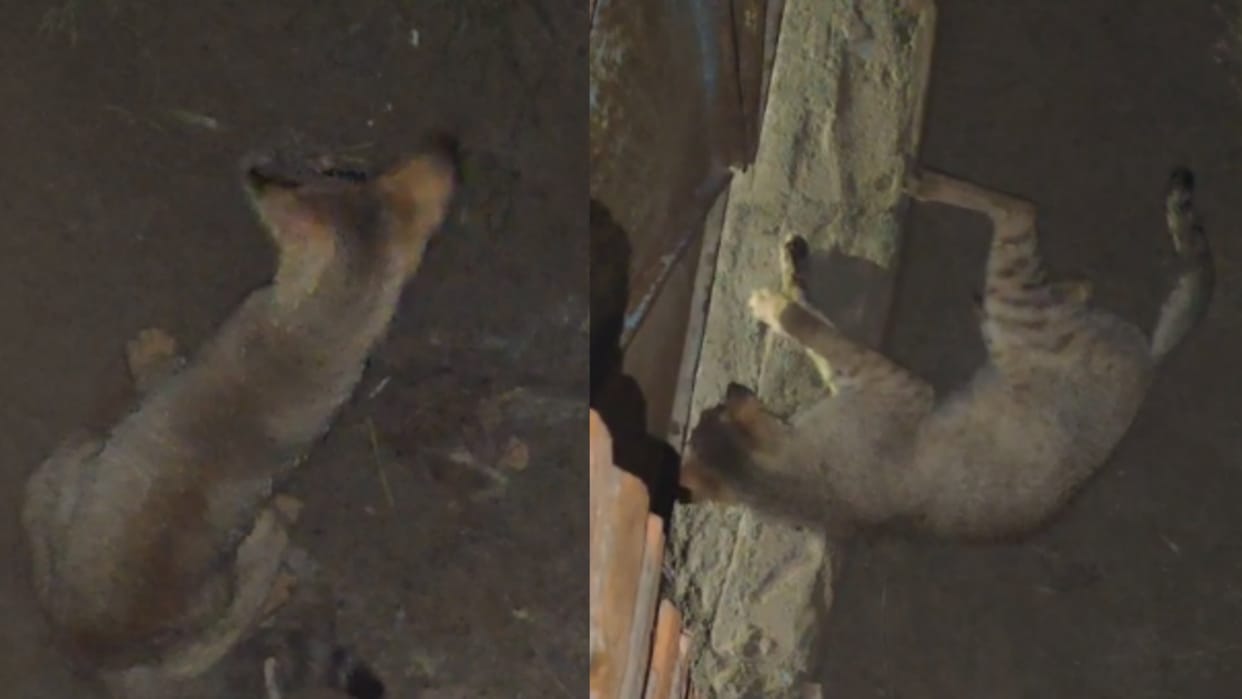 Sultanpur: High voltage drama lasted for five hours, rumours of leopard spread