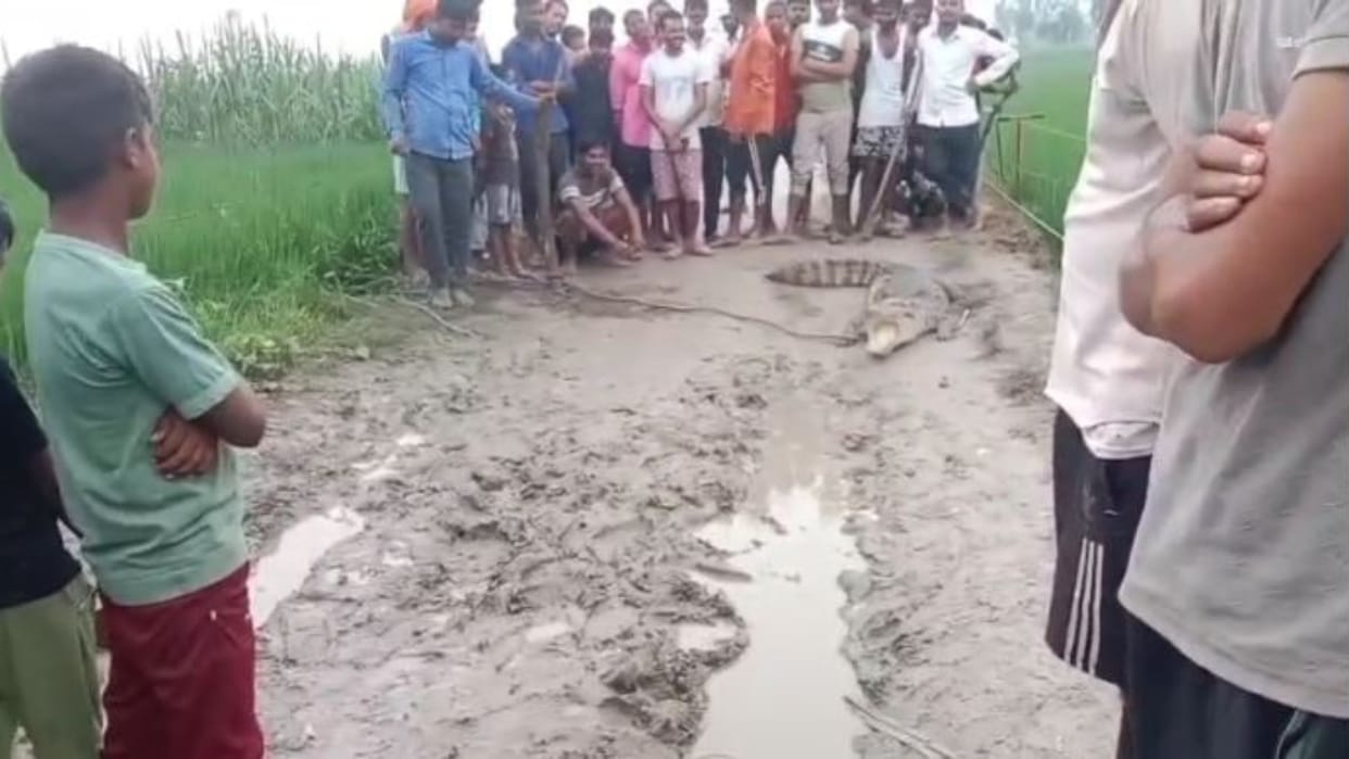 villagers caught crocodile and tied it with a rope in shahjahanpur