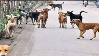 Nodal officers will monitor stray dogs in universities and colleges deployed