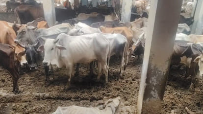 Five cows died due to hunger and lack of treatment in Bilhaur's biggest cowshed
