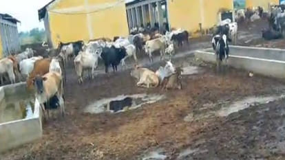 Five cows died due to hunger and lack of treatment in Bilhaur's biggest cowshed