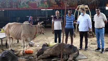 गोशाला में गाय की मौत की सूचना पर पहुंचे पशु चिकित्सा अधिकारी