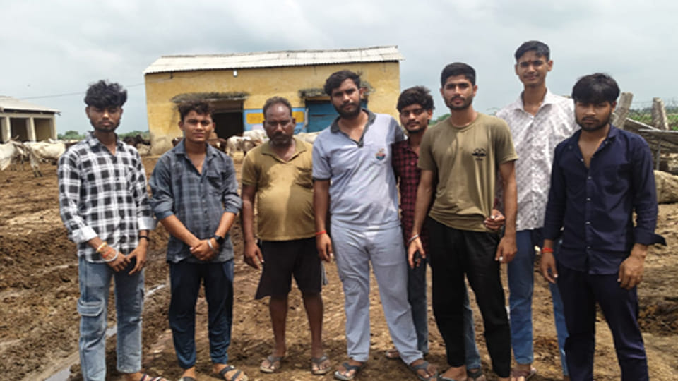Five cows died due to hunger and lack of treatment in Bilhaur's biggest cowshed