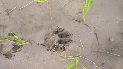 Leopard reached Malkhanpur Dhanaicha of Hanumanganj, entered the millet field when the villagers made noise