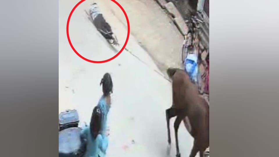 UP News: Teen Dragged 300 Metres After Foot Gets Stuck in Running Horse’s Rope in Siddharthnagar