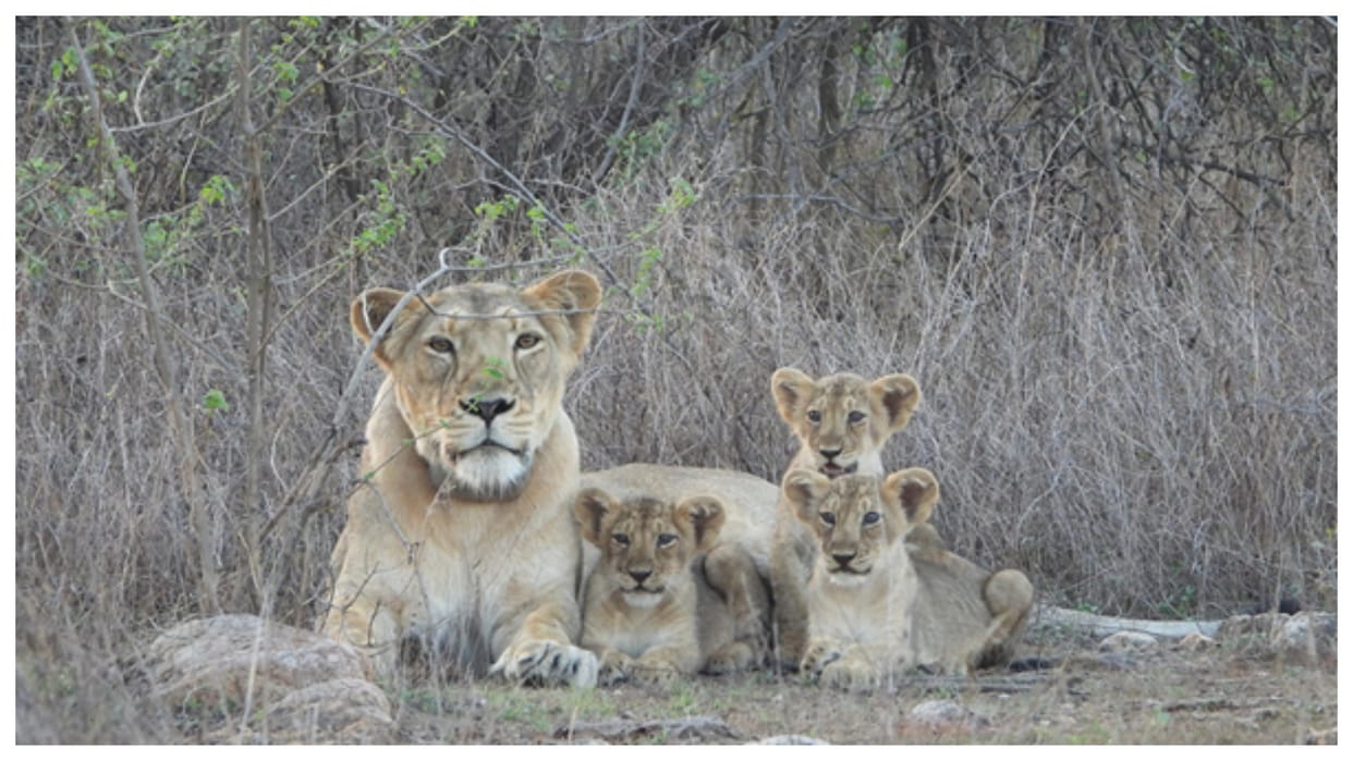 Elephant Saved Injured Lion From Four Hyenas In Kruger National Park Video Goes Viral