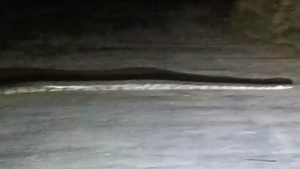 A python appeared in Nagla Heera Singh Hathras