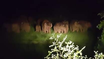A herd of elephants destroyed the farmers' crops