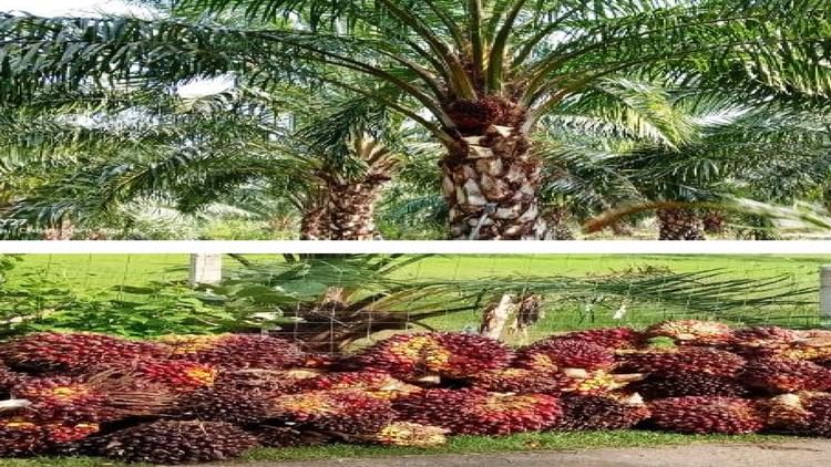 Chhattisgarh News: एक बार मेहनत, तीस साल तक मुनाफा, पॉम की खेती बनी किसानों का सहारा, पढ़े पूरी जानकारी
