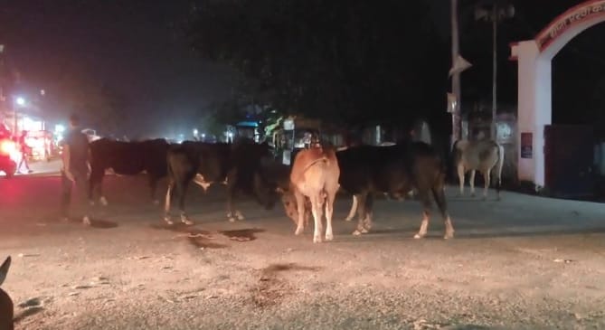 Auraiya terror of stray cattle Passers are becoming victims of accidents administration remains mute spectator