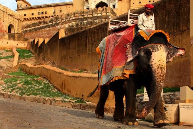 Unique Elephant Fashion Show to be Held in Jaipur on World Elephant Day