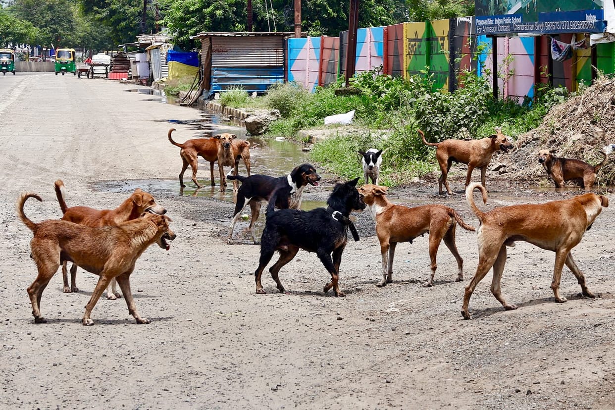 Indore: Supreme Court gave instructions to build shelter house for dogs, Indore corporation will also apply