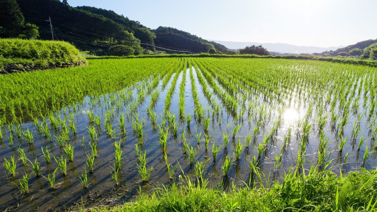 Paddy sowing increased by 12 pc in Kharif season due to good monsoon, government data released