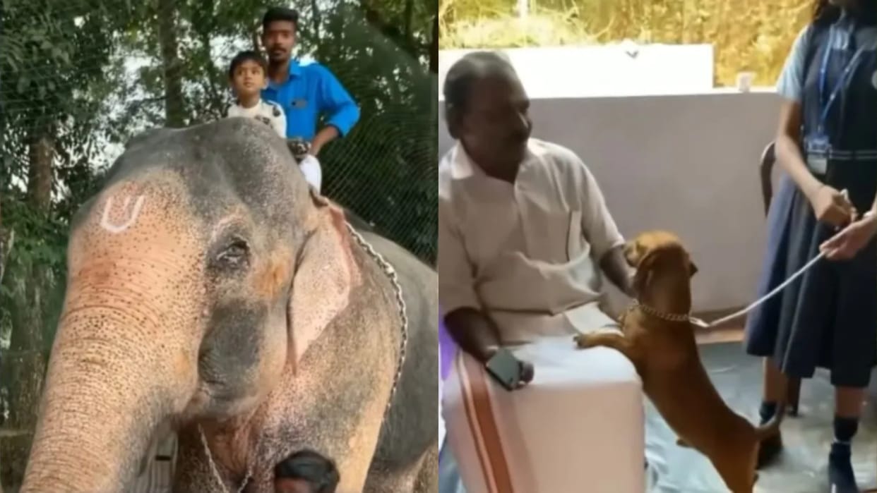 Pet Day in school children approached the teacher with a rabbit a boy brought his pet elephant Video Viral