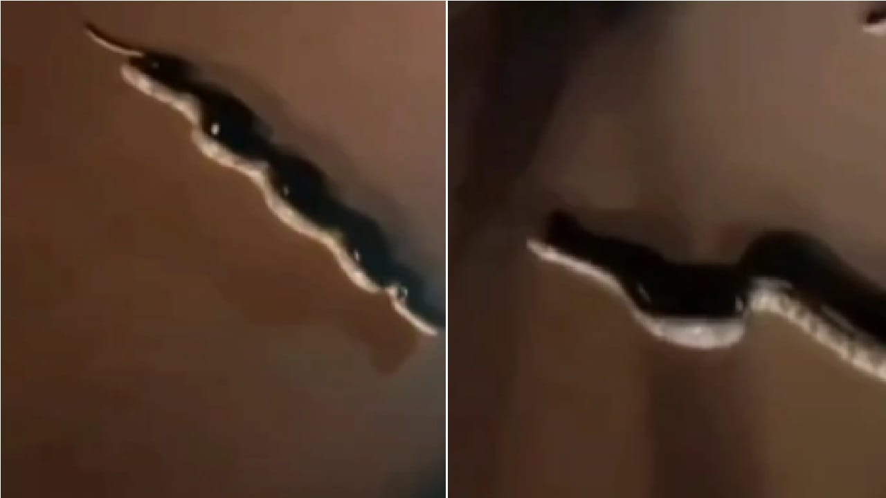 सड़क पर दिखा अजगर