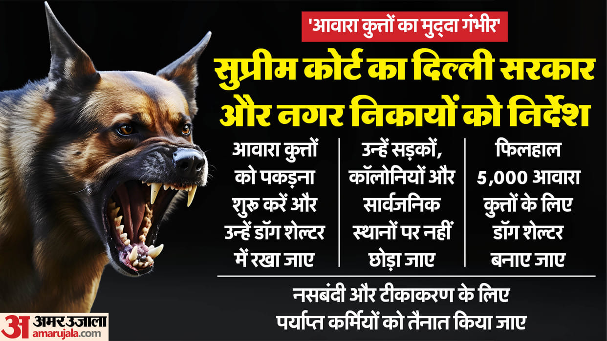 supreme court slam civic authorities in delhi ncr over stray dogs