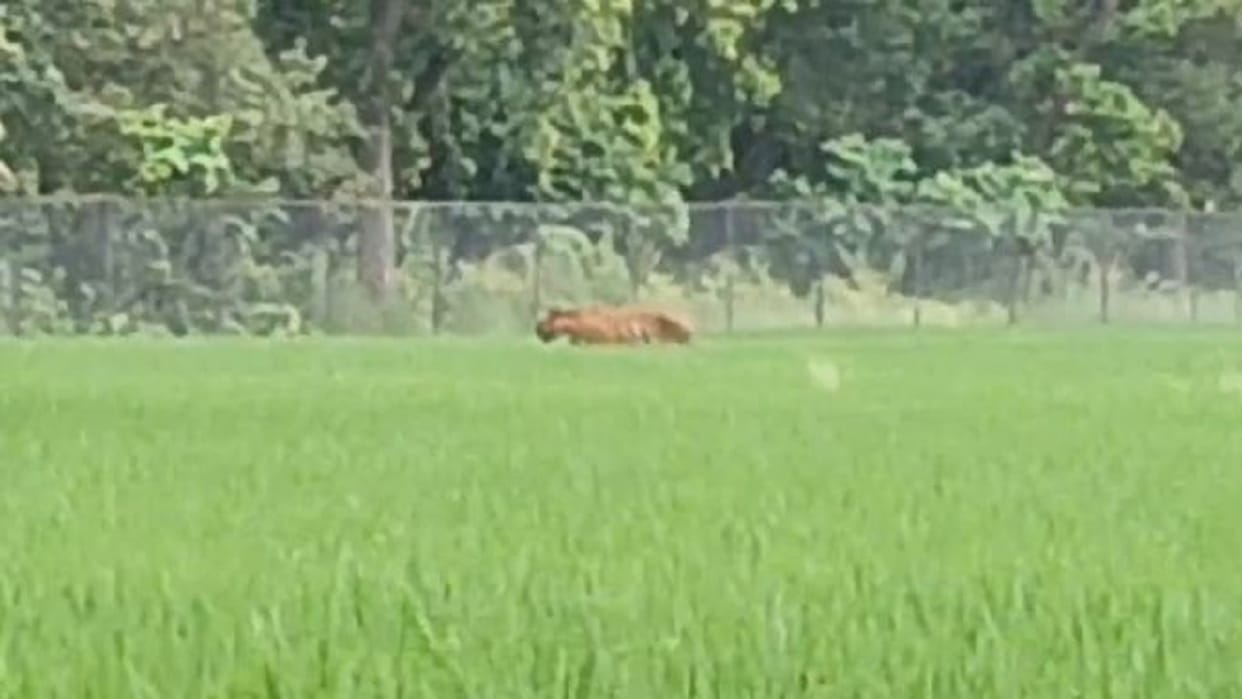 Bahraich: The village was gripped by panic after the tiger was spotted