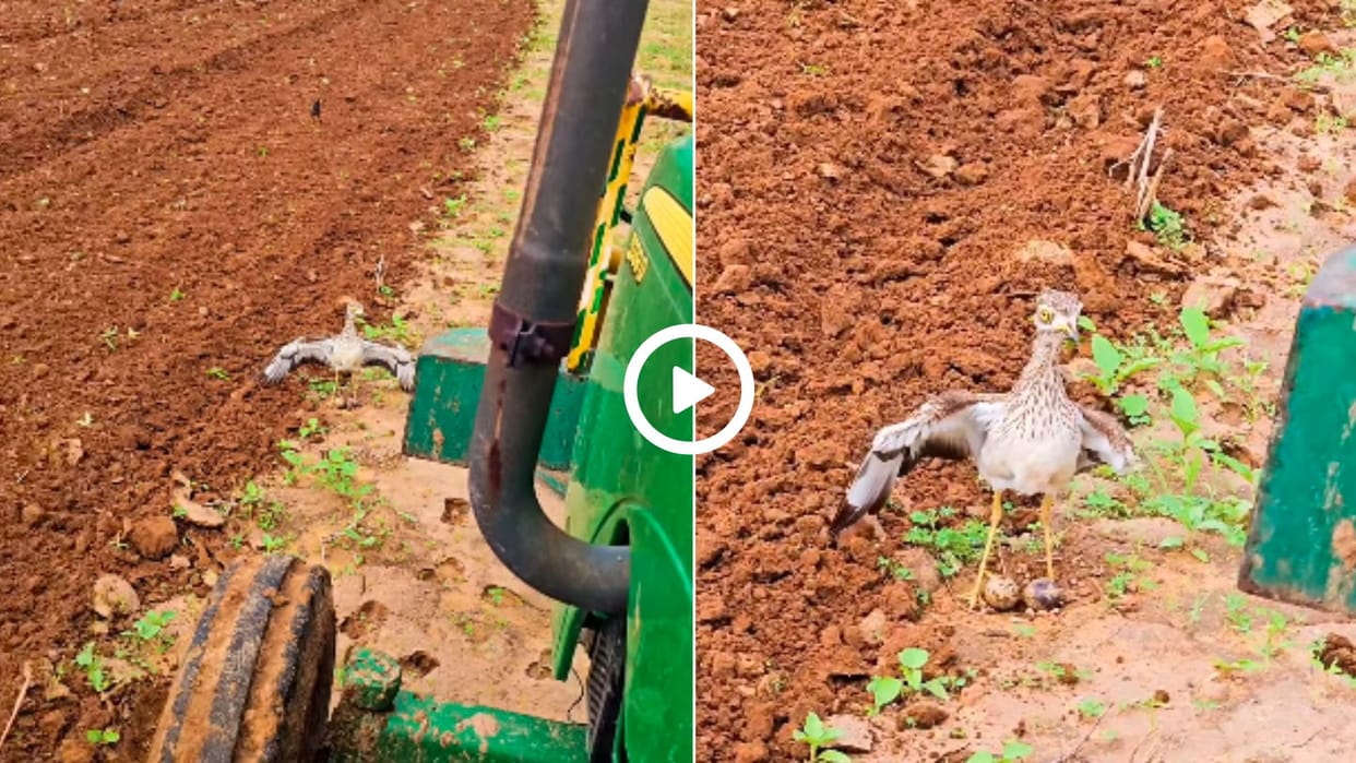 A motherly bird took on a tractor driver to save its eggs video goes huge viral