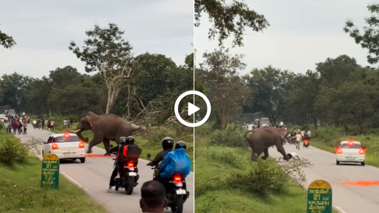 Elephant Charges Man After Flash Photo Goes Viral karnatak bandipur tiger reserve elephant video