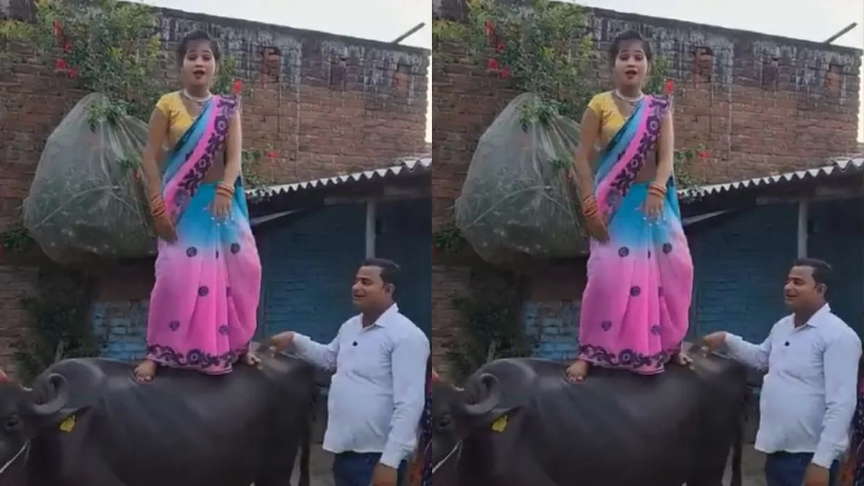 Girl seen making reels while dancing on the back of a buffalo Video goes Viral on Internet